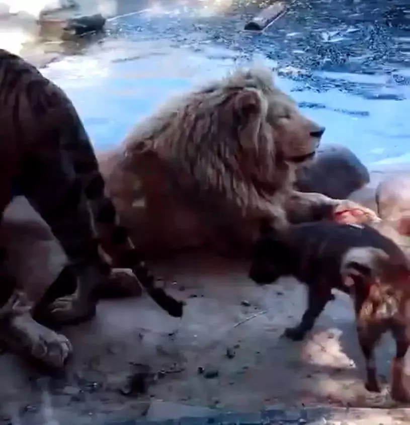 狗狗闖入獸王的領地，原以為狗命要不保，下一秒發生神轉折