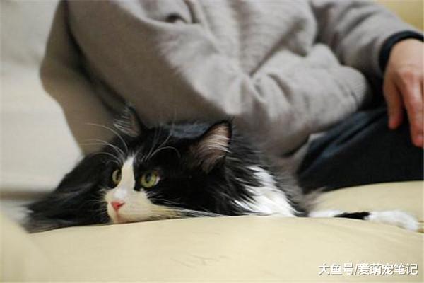 当猫奴生病时，为什么猫会睡在他的身上？原来喵主子也会安慰人！