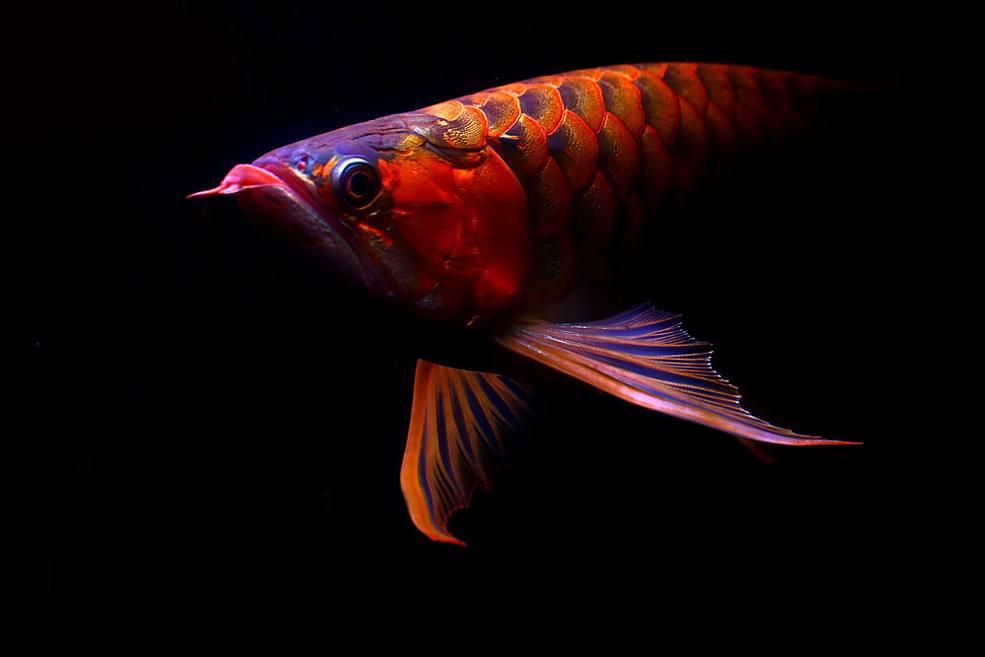 對于冷血龍魚來說，“記憶”現象是否也同樣存在？答案當然是……