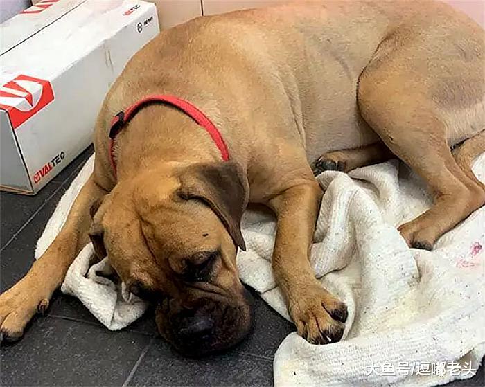 感人！被弃的狗狗狂奔200公里，脚爪都跑断了，只为回到自己的家