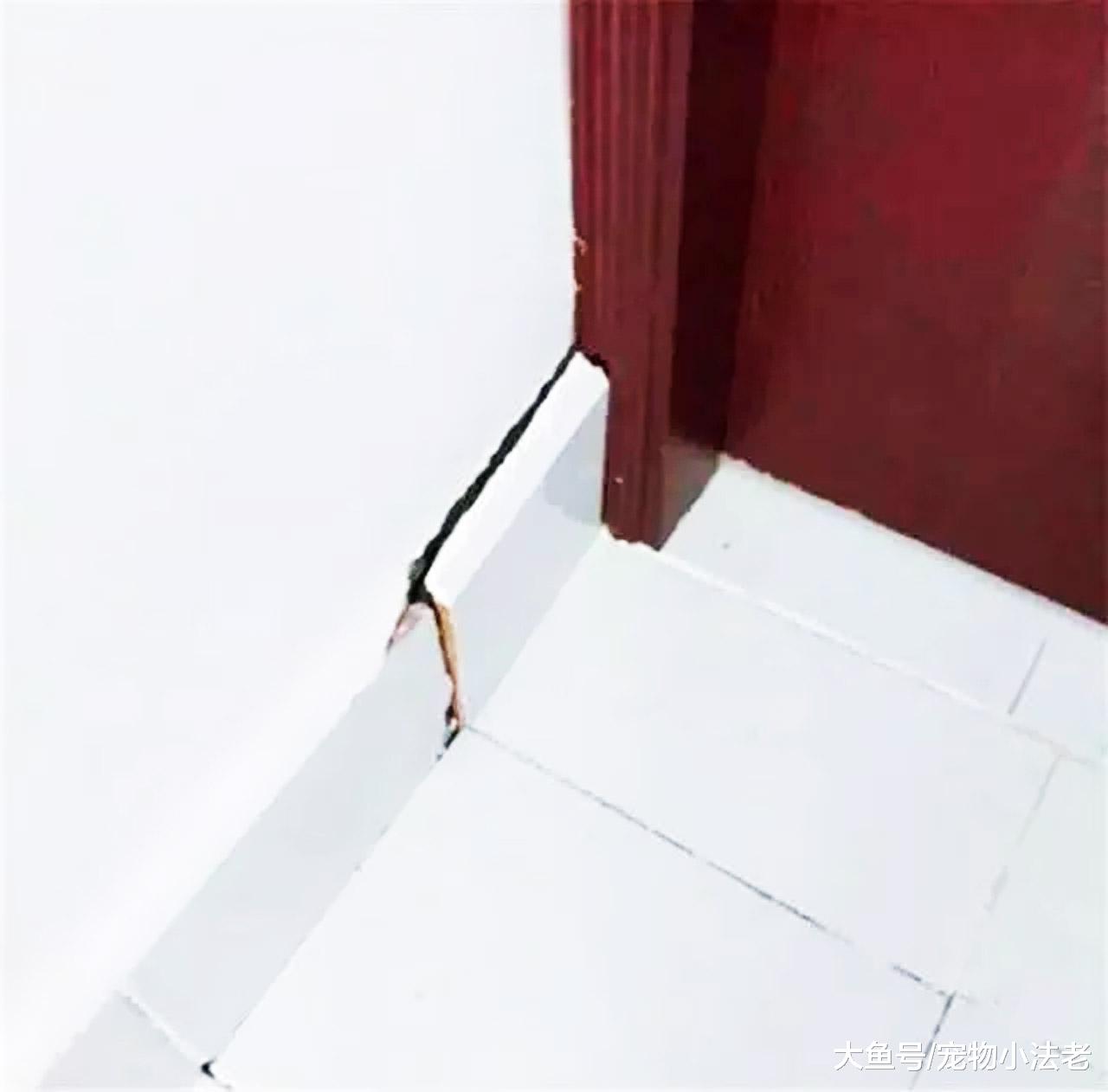 猫咪乖乖地躺在墙角，当男子去抱它时，却发现异样，直接傻眼！