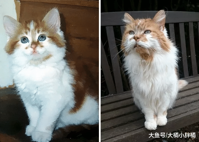 国外一只猫活了30岁，相当于人类136岁，铲屎官有它陪伴一直未婚