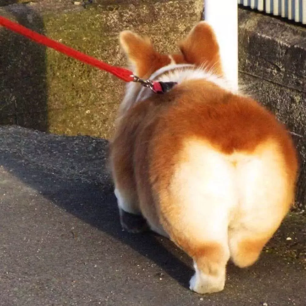 男生的撩妹神器：女生最喜欢的五种狗狗