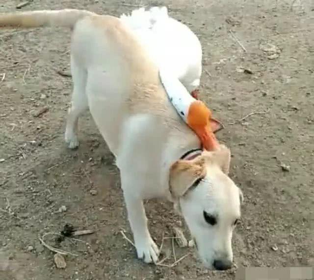两只大鹅围攻狗狗，狗狗被啄得无力还手，接下来出人意料