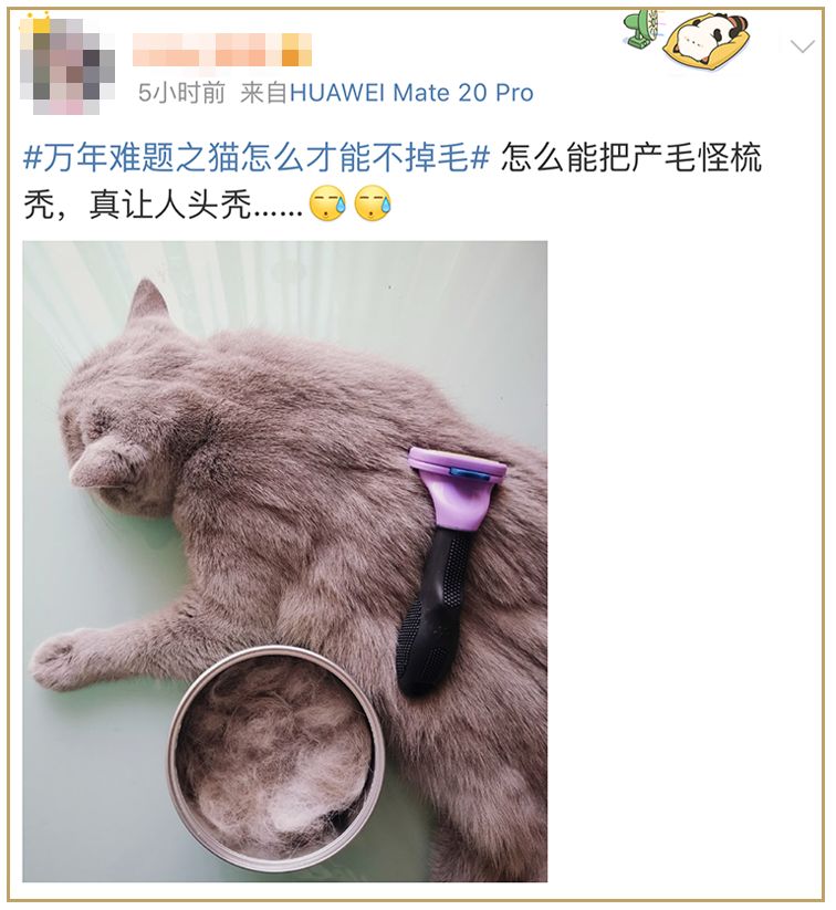 为啥猫咪每天掉毛依然毛茸茸？别酸啦，其实猫也是会秃的！