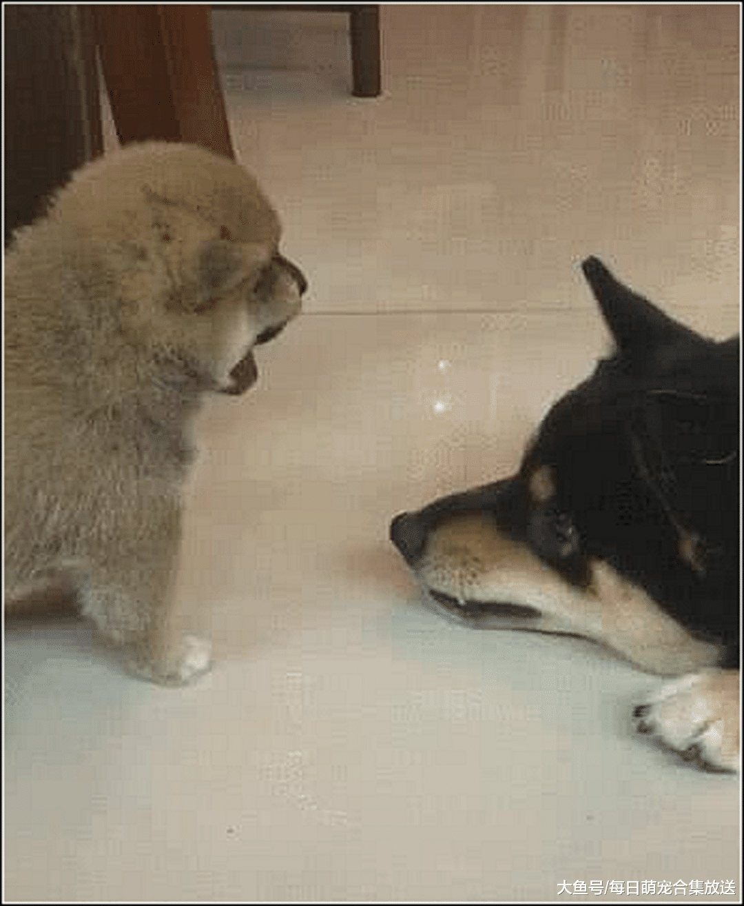 男主出差忘关小奶狗,急忙跑回家,推门一看顿时不淡定了