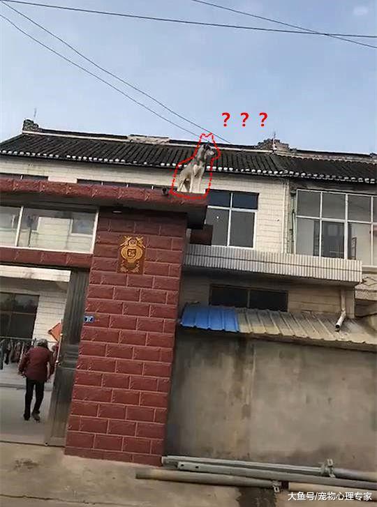 带二哈下乡总有坏坏的预感，果然不到一小时，这货就已经上天了