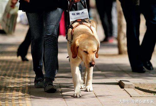 导盲犬是怎样被选拔的? 不但要性格温顺, 经得住诱惑更为重要