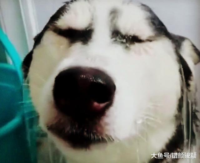 二哈失恋，一回家就把自己关进厕所，主人一看瞬间笑喷！