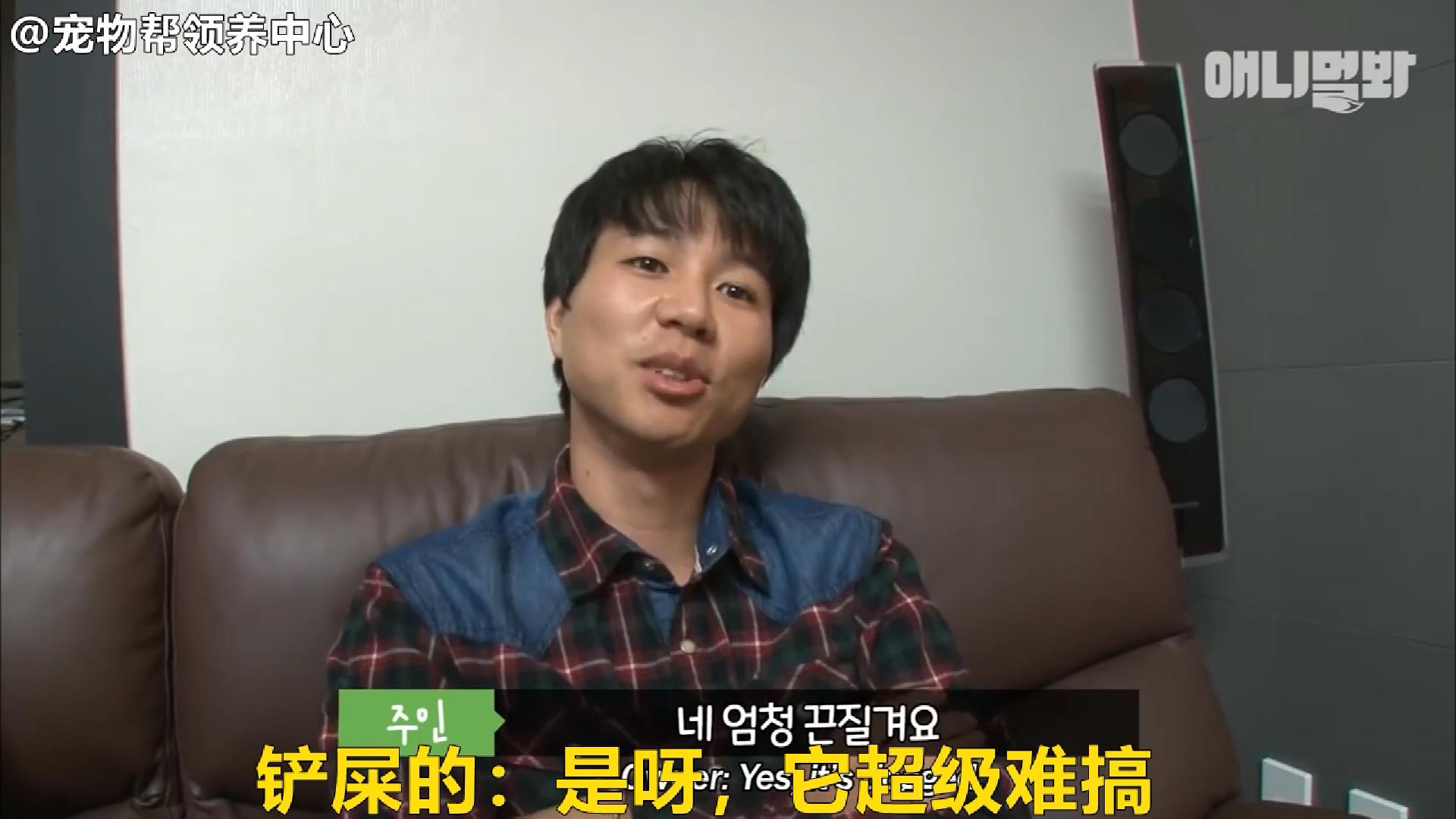 边牧追剧成瘾，为了避免它近视，铲屎官想出了这样一个办法...