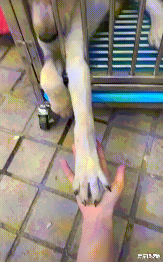 得了细小的狗狗，安乐死后竟奇迹般生还，伸出爪子那一幕让人心痛