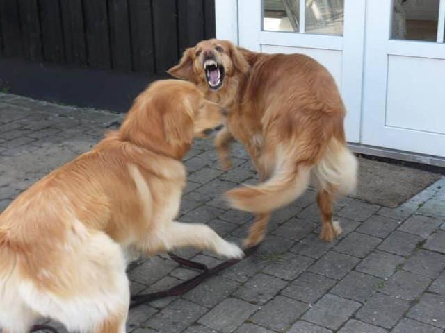 狗狗社交恐惧不解决，要么不敢出门，要么一遛狗就跟其它狗狗打架