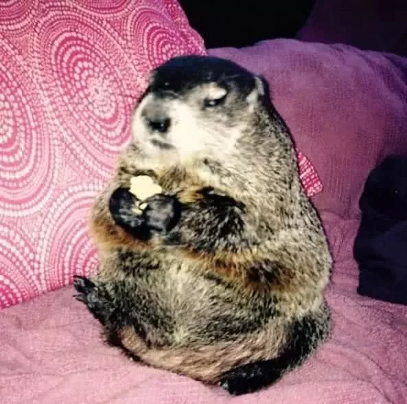 救下一只濒死土拨鼠，打算放归野外的时候，才发现它已经回不去了