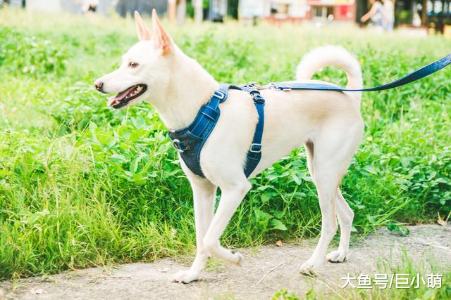 别指望靠项圈和牵绳控制狗狗，项圈牵绳用不对，狗狗气管会坍塌