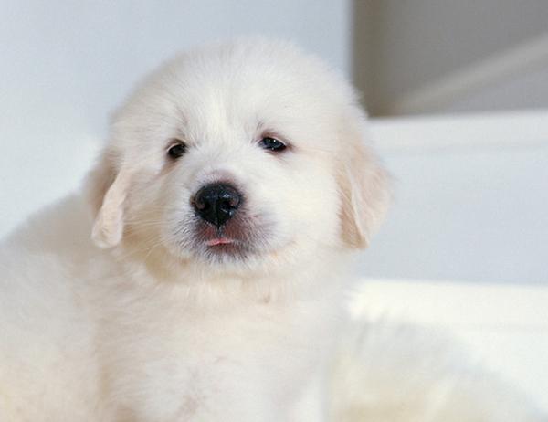 地球上5大体味最轻的狗狗，柴犬第一，二哈第三，你养了哪个？