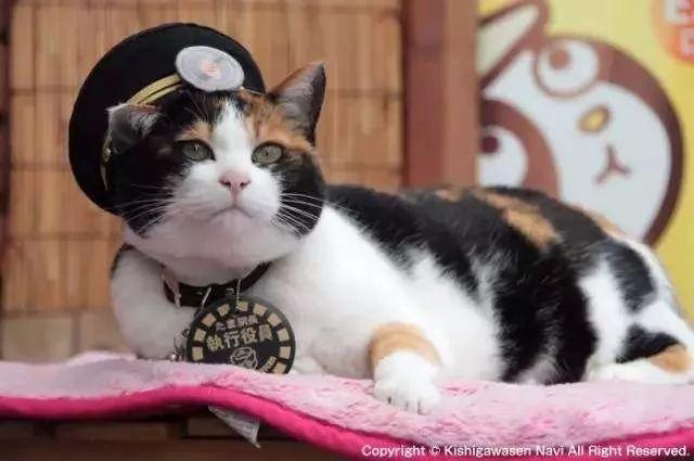 贵志站迎来新的猫站长! 老站长曾拯救了整个车站...