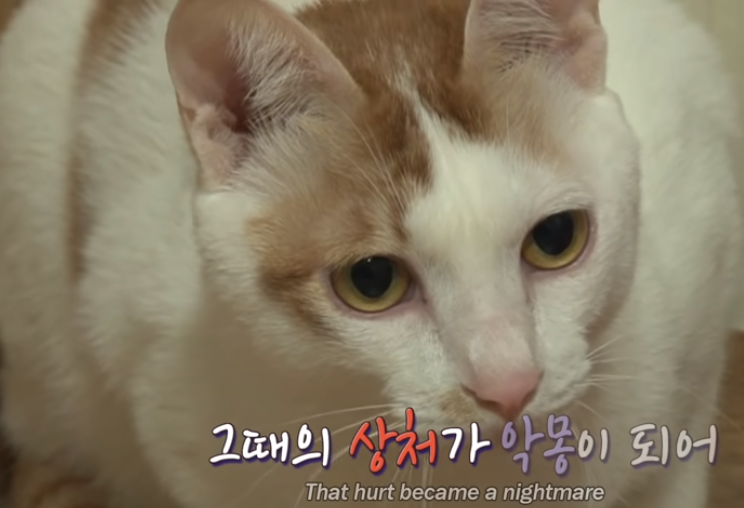 猫咪白天乖巧可爱晚上却化身恶魔疯狂袭击主人，主人说了一句话