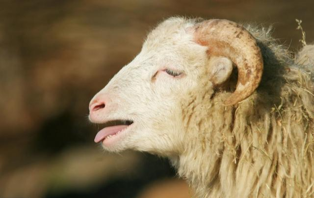 “大金羊”，好好看看，别“身在福中不知福”了