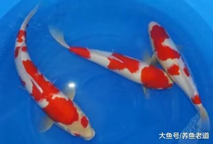不熟悉觀賞魚的進食特點和喜好，就敢說自己會喂魚？