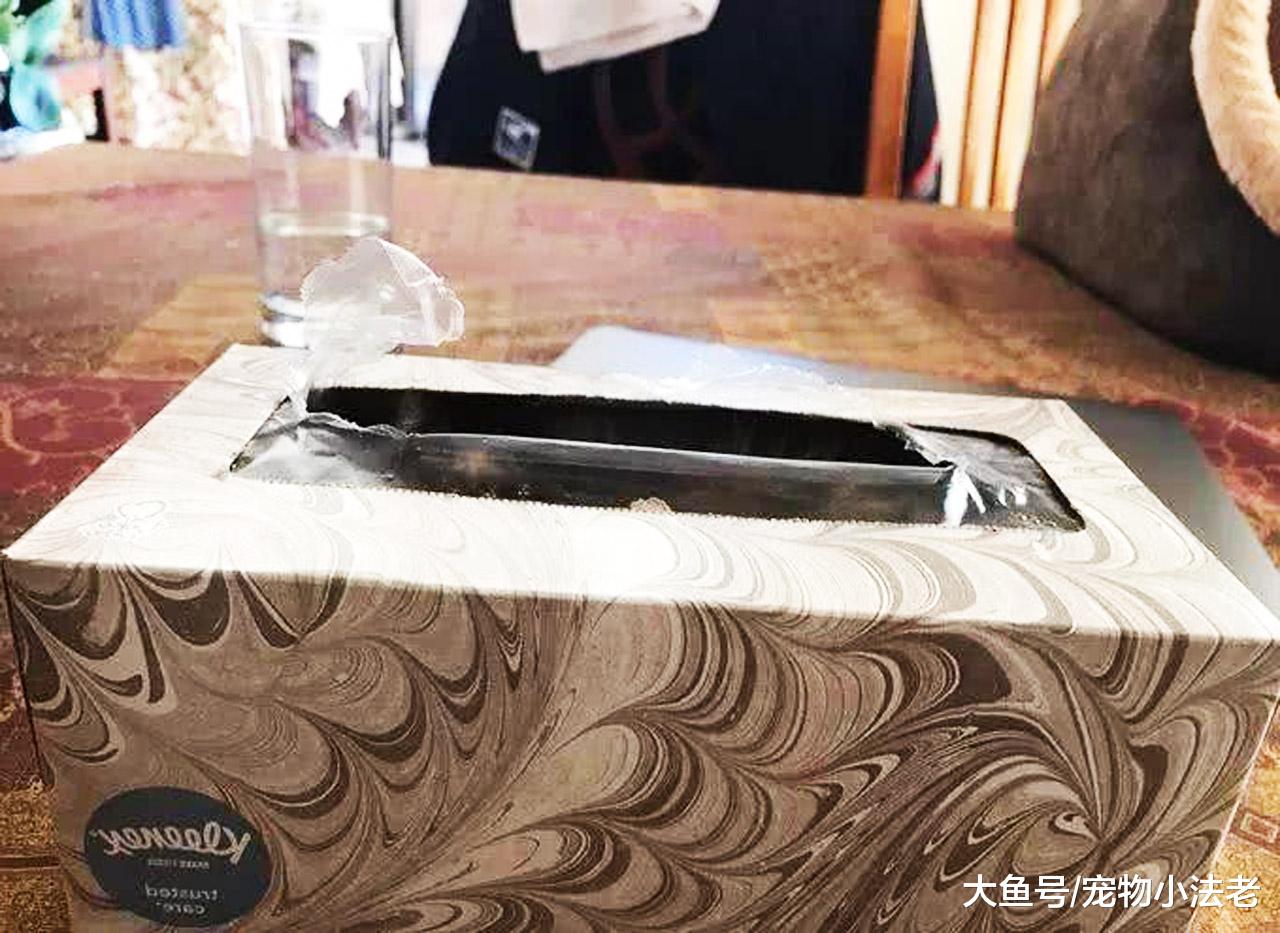 铲屎官找小猫吃饭，整整找了2小时，最后发现它时，瞬间被气哭！