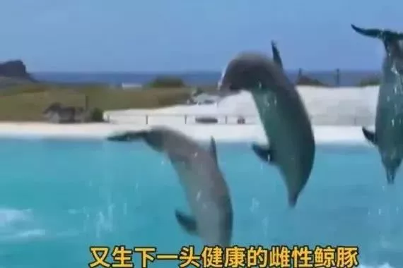 7种人为杂交的动物，第六你可能吃过，第七见过