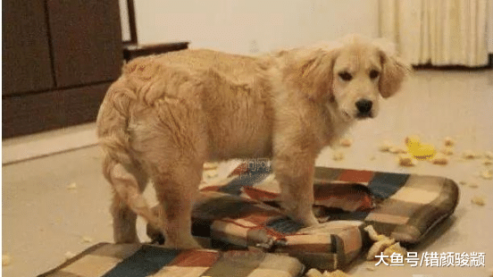 忘记金毛还在车里，急忙跑去开门，差点被气晕：这狗不要了！