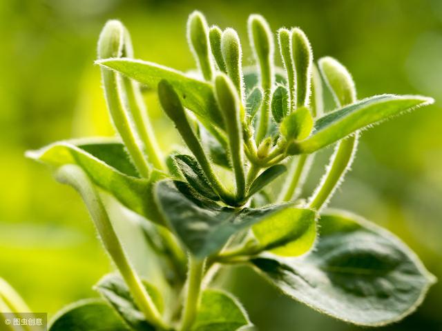 金银花是我们熟知的一种药材，也是漂亮的花，是什么导致不开花