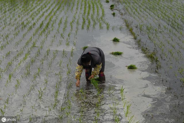 中国哪里的大米最好吃？这3个地方评价很高，不管蒸煮都米香四溢