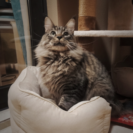 如何照顾缅因猫？铲屎官要牢记的三点！