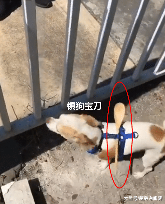 狗狗追求自由天天玩“逃跑”，鬼才主人为防止其“越狱”，给它背上了“镇狗宝刀”