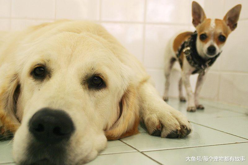 狗狗不听话惩罚是正确的，但是在惩罚狗狗时也要有个限度