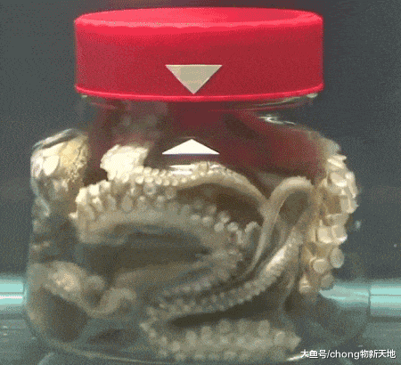 將章魚放在擰緊瓶蓋的瓶子里，它能順利逃出來嗎？