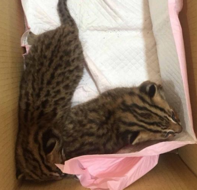 台湾居民救下两只“小猫崽”，经鉴定是台湾石虎，总数不足500