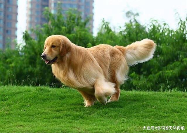 想要金毛犬毛发“柔顺、亮泽”？就需要做好这5点