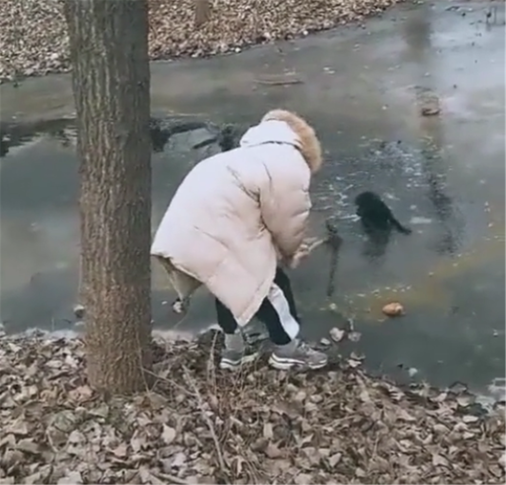 泰迪掉进河里出不来, 主人拿出铁锹施救, 最后的结局暖心了……