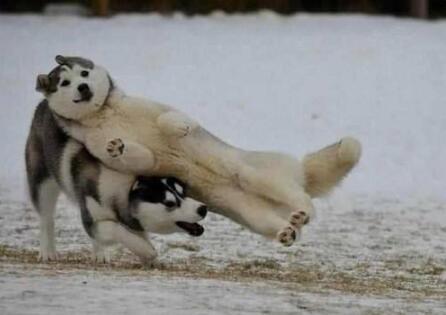 有这5种特征的狗狗，说明已经给宠坏了，再不改可能会咬人！