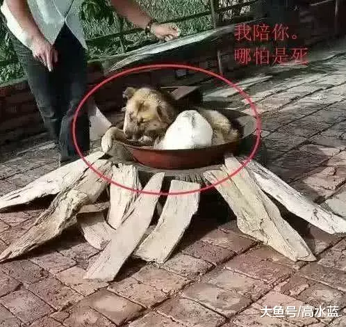 主人要假装要炖狗肉，狗狗竟然这样做，主人瞬间泪崩…