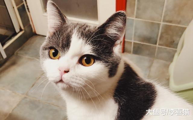 猫咪不必经常洗澡的小技巧，铲屎官可从四点出发帮助小猫保持干净