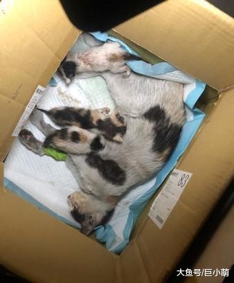 猫妈妈听到小猫叫，即使脊椎断裂不能动，还拼命想爬起来喂奶