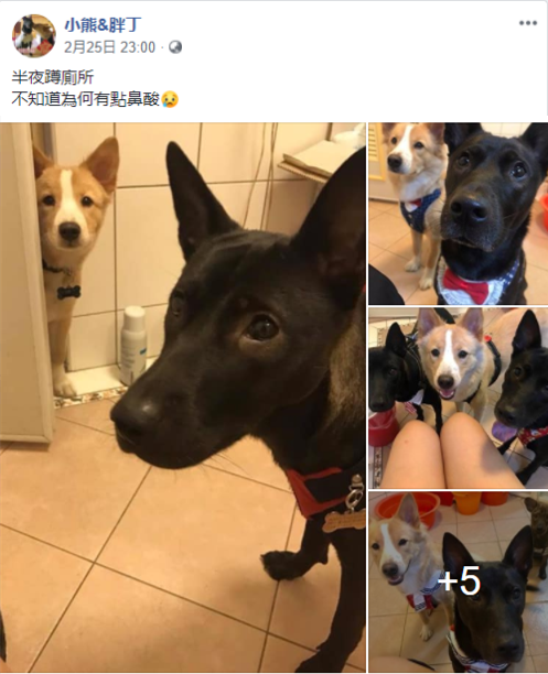 毛孩看腻厕所秀，超多狗变没有狗，妈妈想要观众！