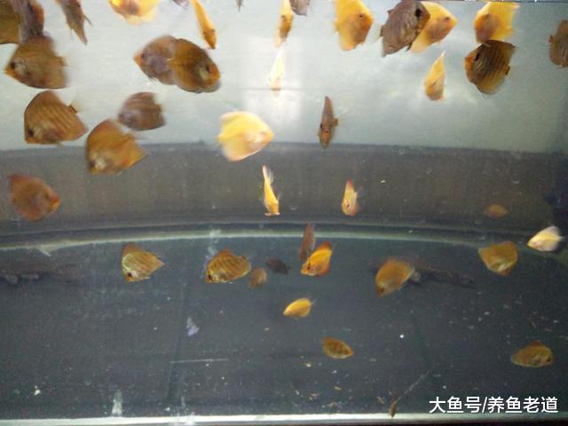 观赏鱼体质强健、状态良好可以压倒水质问题, 但这只是暂时的!