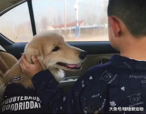 主人将金毛送回奶奶家，一个月后不敢相认，网友：去变形记了吧？