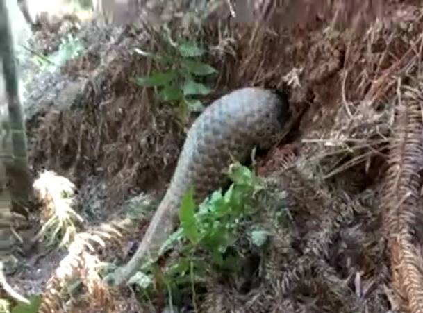 网友野外玩耍发现动物正在打洞，走近一看不淡定了