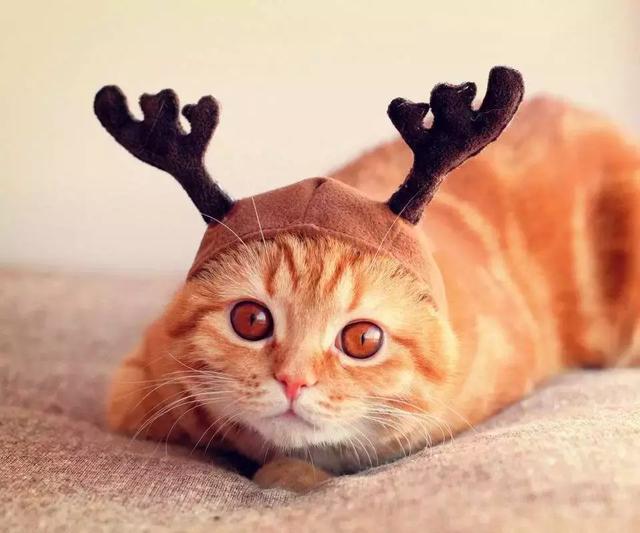 天天撸猫，你的撸猫方式是正确的吗