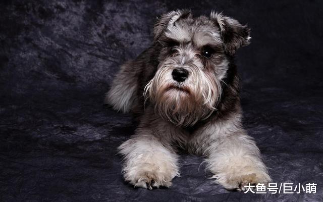 狗狗能独处多少小时？幼犬成犬老年犬都不同，主人最好分清楚