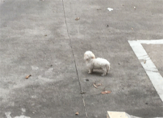 2个月大小遭遗弃，流浪20多天无人理，我与一只流浪狗的故事