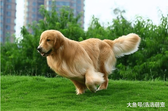 第一次養狗，養公的好還是母的好？最好選擇養母狗，原因有三個