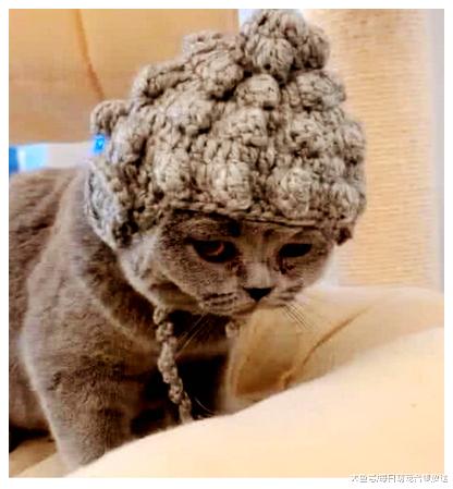 女子出差，把猫咪送回老家，第二天妈妈发来照片，点开一看笑翻了