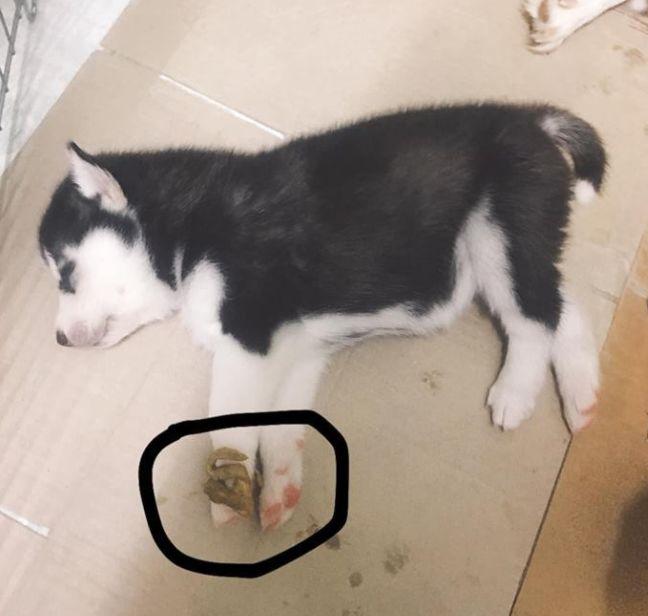 当二哈生了一窝小奶狗, 铲屎官看到它们的睡姿, 网友: 纯种没跑了