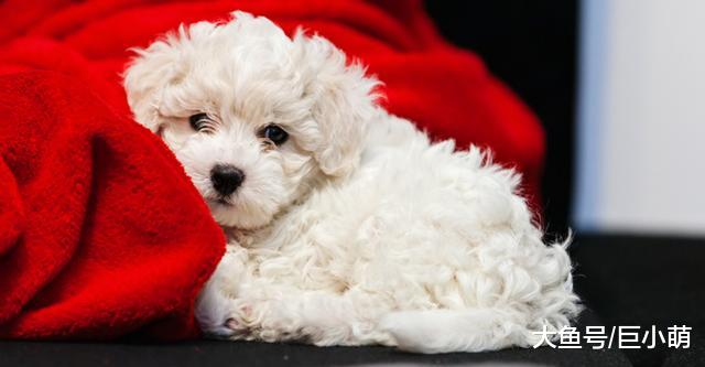 从幼犬到老年犬，狗生重要的4个阶段，喂养狗狗要注意什么？